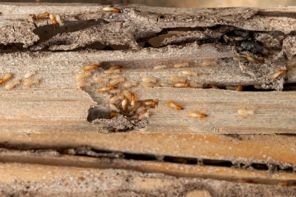 Trusted Bluefield, WV Pest Control Experts