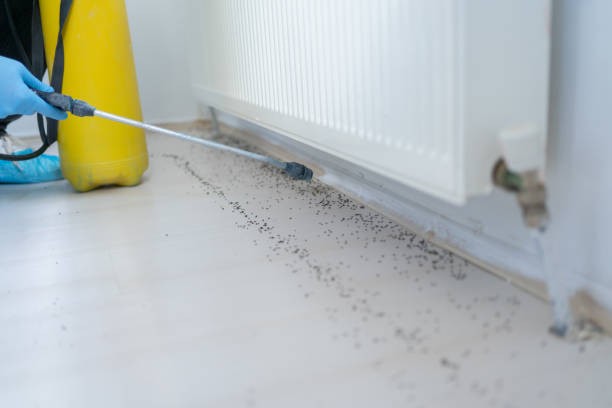 Flea Control Services in Bluefield, WV
